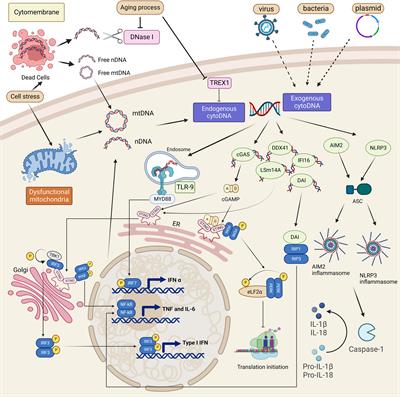 Cytoplasmic DNAs: Sources, sensing, and roles in the development of lung inflammatory diseases and cancer